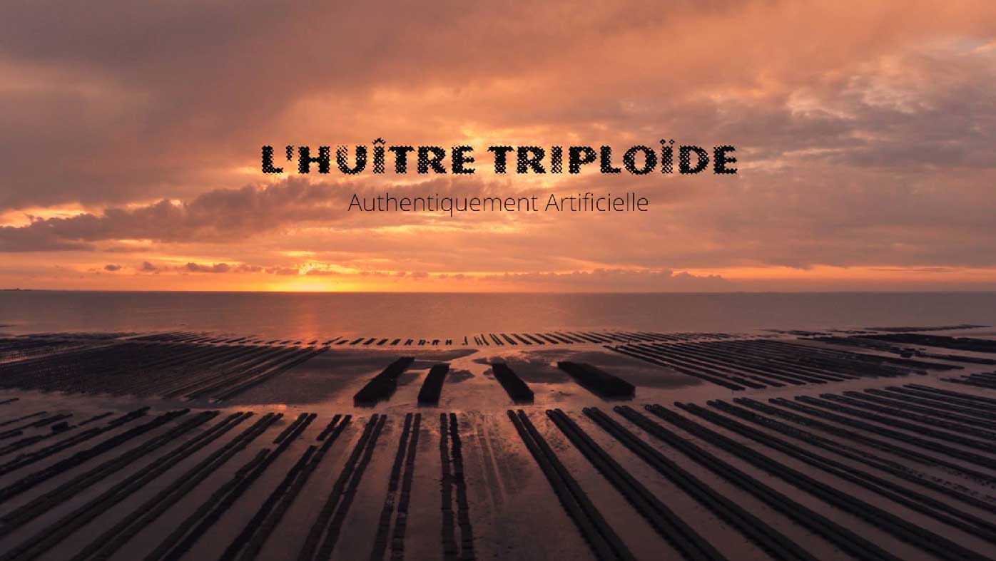 Site huître triploïde
